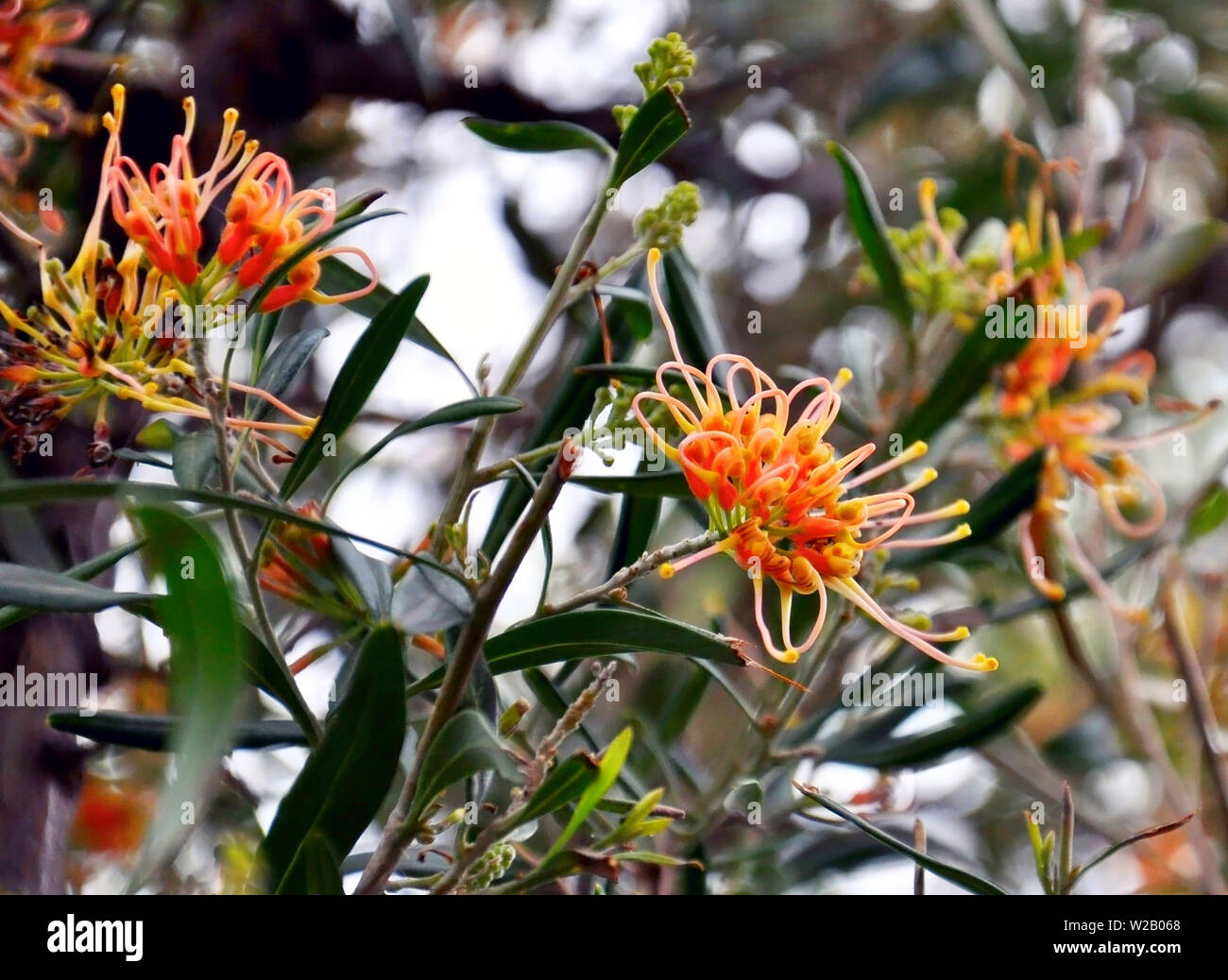 Australian Native Plant, Grevillea 'Apricot Glow', cultivar of Grevillea olivacea with clusters of apricot orange spider flowers in winter and spring. Stock Photo