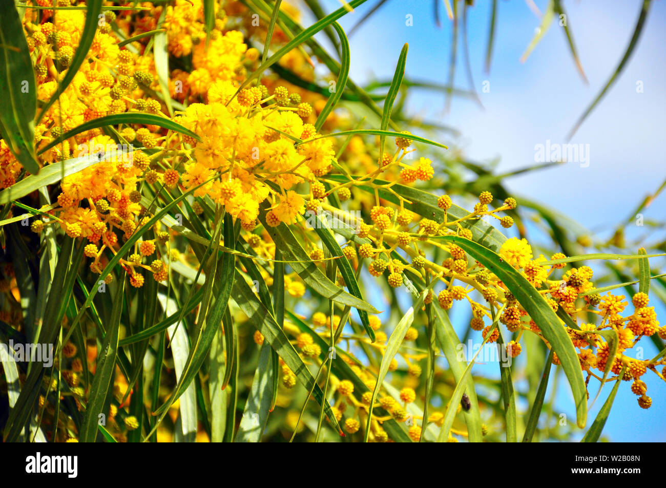 Acacia pycnantha, Golden Wattle, Australian floral emblem that flowers in late winter and spring producing a mass of fragrant, fluffy, golden flowers. Stock Photo