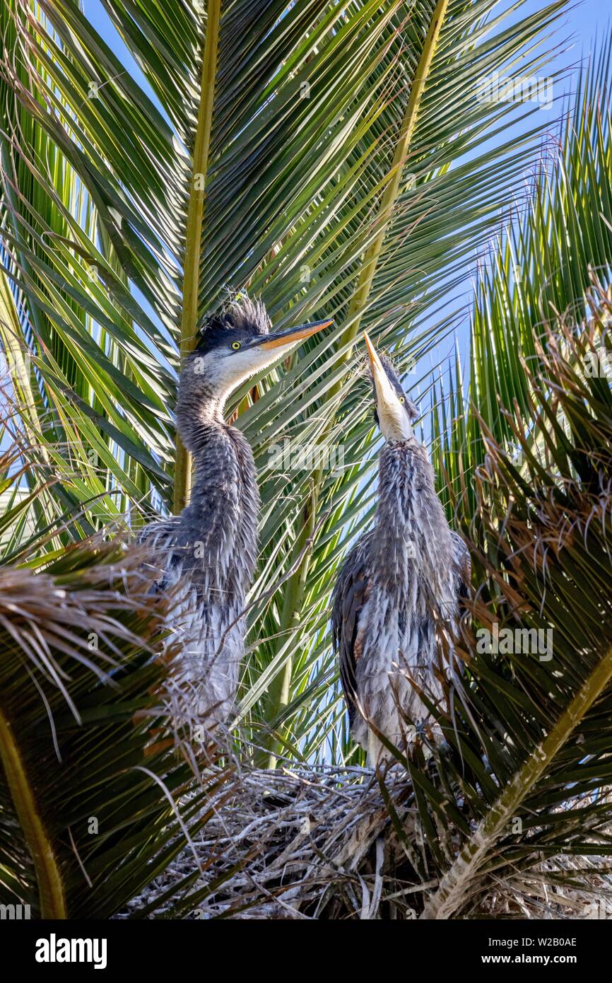 Baby Great Blue Heron Chics in a nest in a palm tree Stock Photo - Alamy