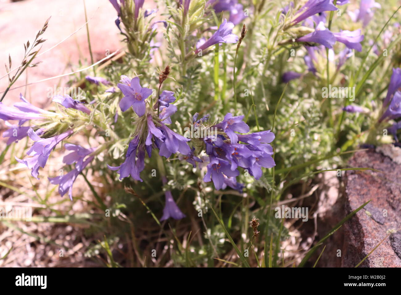 A Purple flower with an orange center in Estes Park, Rocky Mountain National Park, Colorado Stock Photo