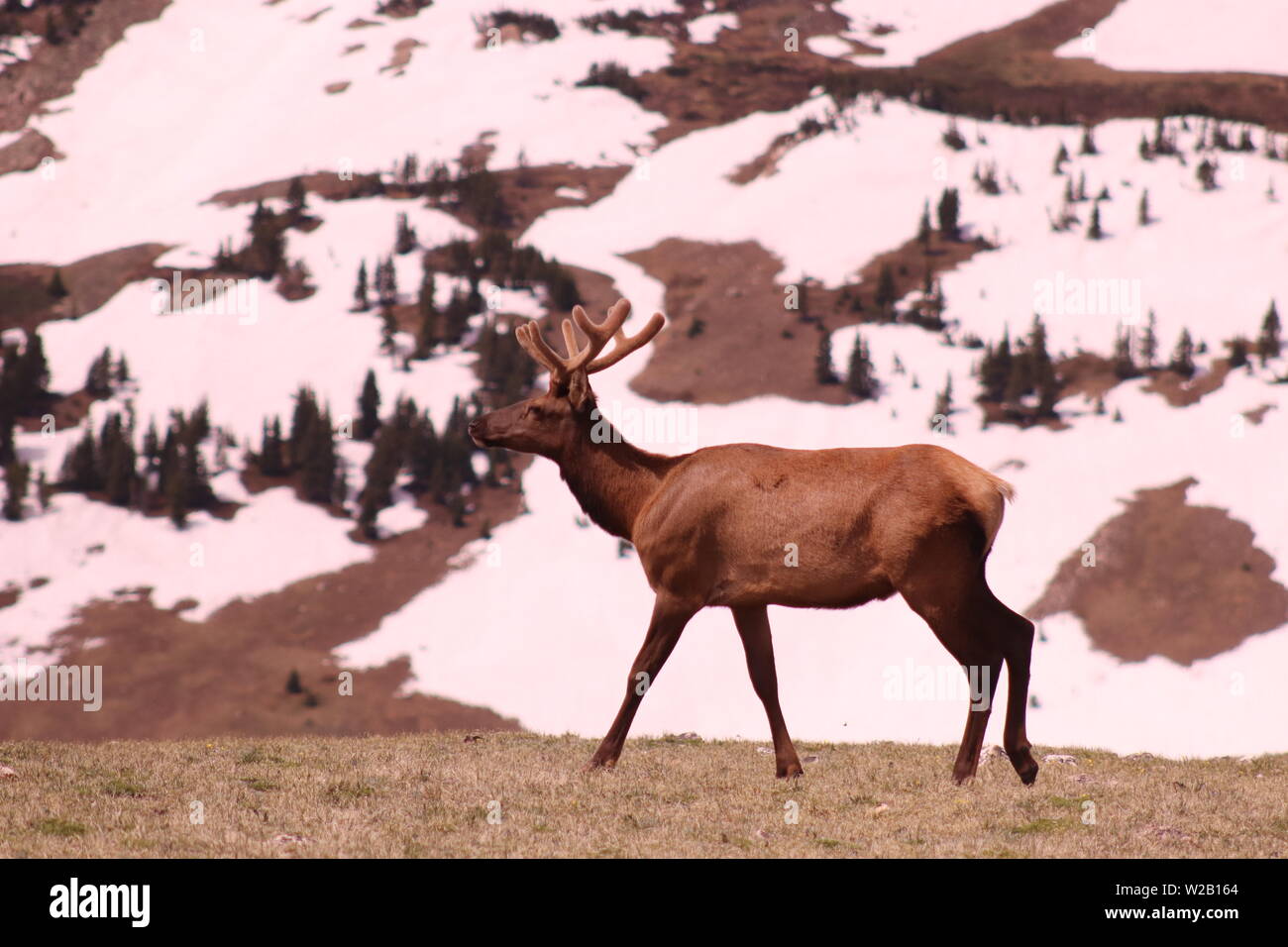 Elk at Rocky Mountain National Park, Colorado Stock Photo