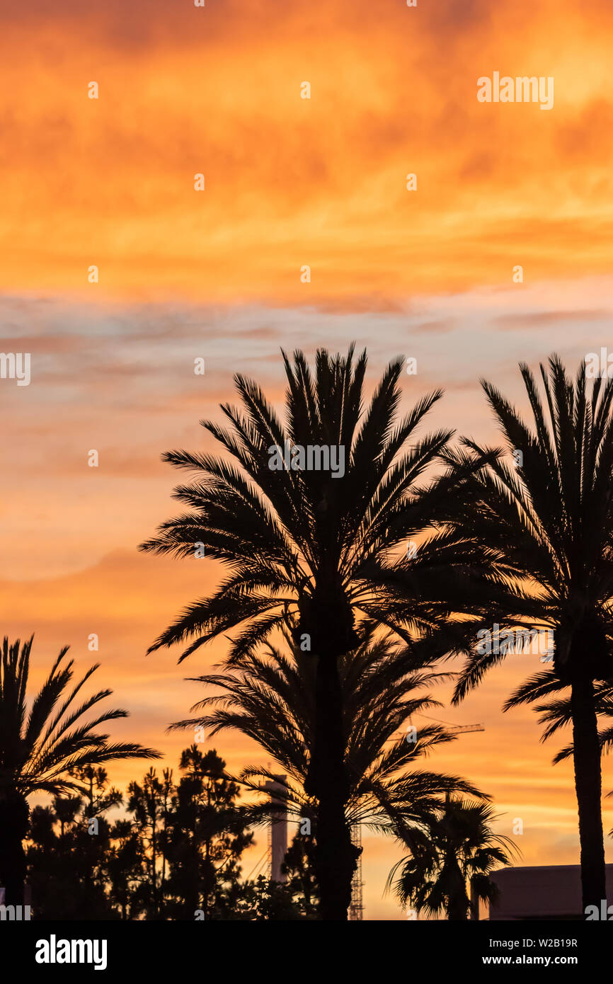 silhouette of palm trees against sunset sky Stock Photo