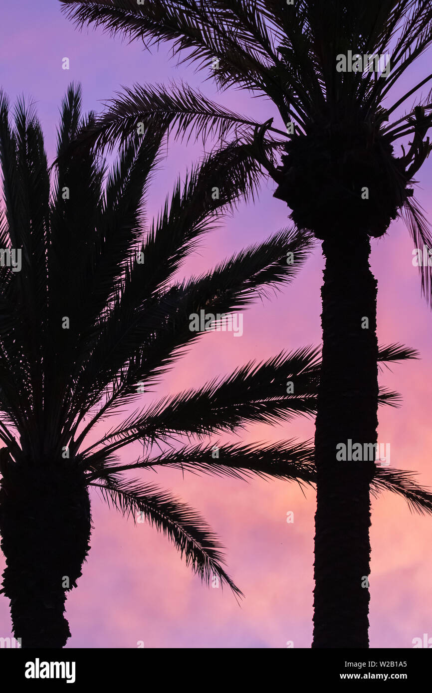 silhouette of palm trees against sunset sky Stock Photo