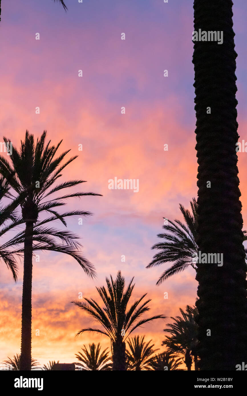 silhouette of palm trees against sunset sky Stock Photo