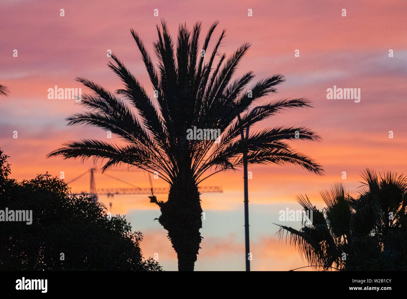 silhouette of palm trees against sunset sky Stock Photo