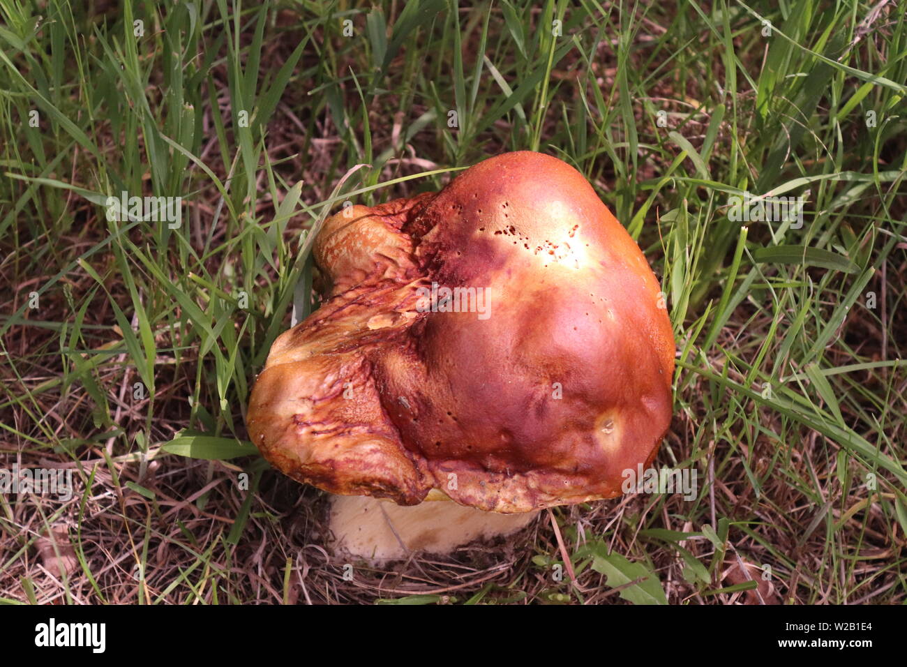 A Mushroom in Estes Park, Colorado Stock Photo