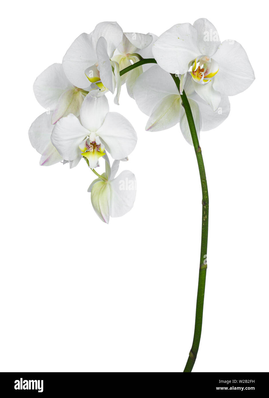 Side view of white Phalaenopsis Orchids flowers on curved branch. Isolated on a white background. Stock Photo