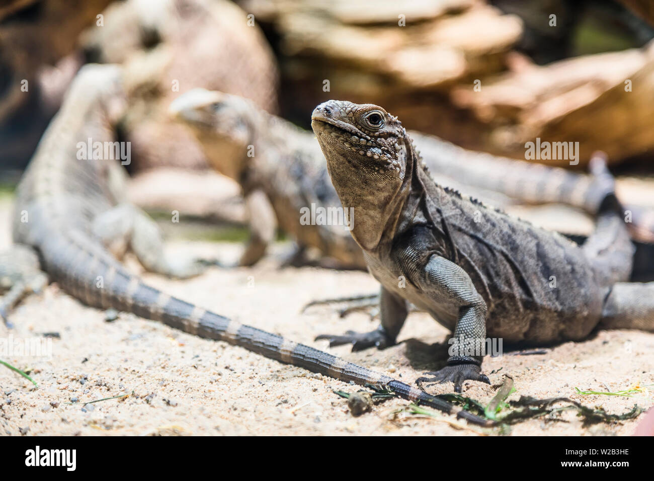 A large iguana sitting on the sand with his head held high Stock Photo