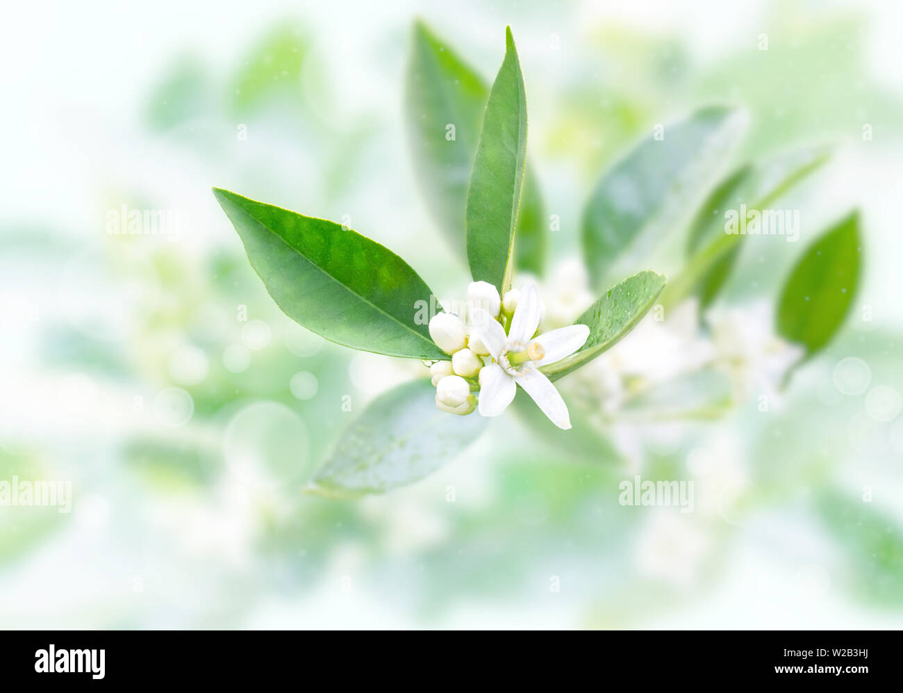 Neroli flowers and buds and green foliage after spring rain on the blurred garden background. Orange tree blossom. Azahar parfum flowering. Stock Photo