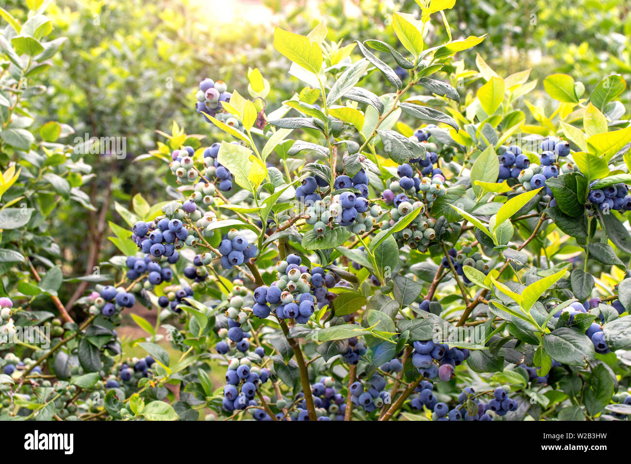 Blueberry bush with ripe fruits on the berry plantation. Vaccinium corymbosum. Stock Photo