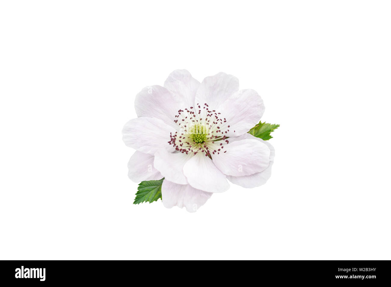 Blackberry double pale pink flower and leaves isolated on white Stock Photo