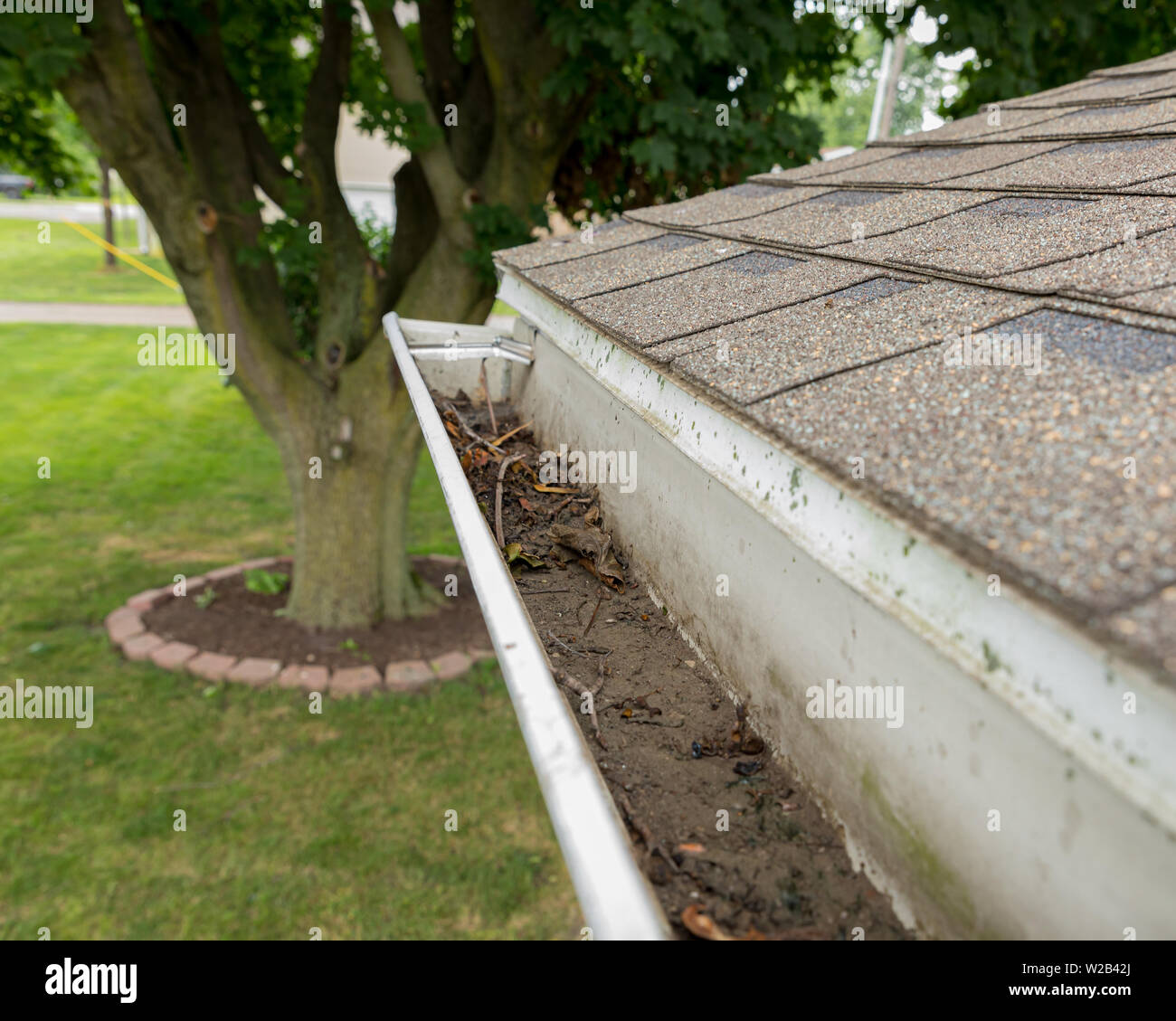 House gutter clogged with tree leaves, sticks, and debris . Tree sapling growing in the mold and mildew covered gutter Stock Photo