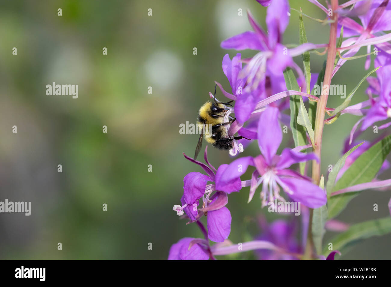 Bombus genus bumble bee feeding on fireweed flowers in interior Alaska ...