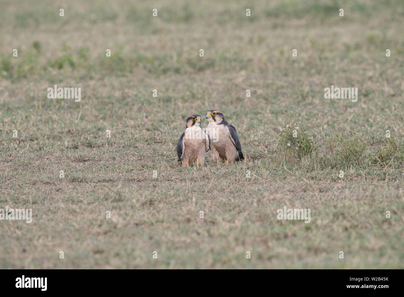 Pair of lanner falcons sitting on the ground, Tanzania Stock Photo