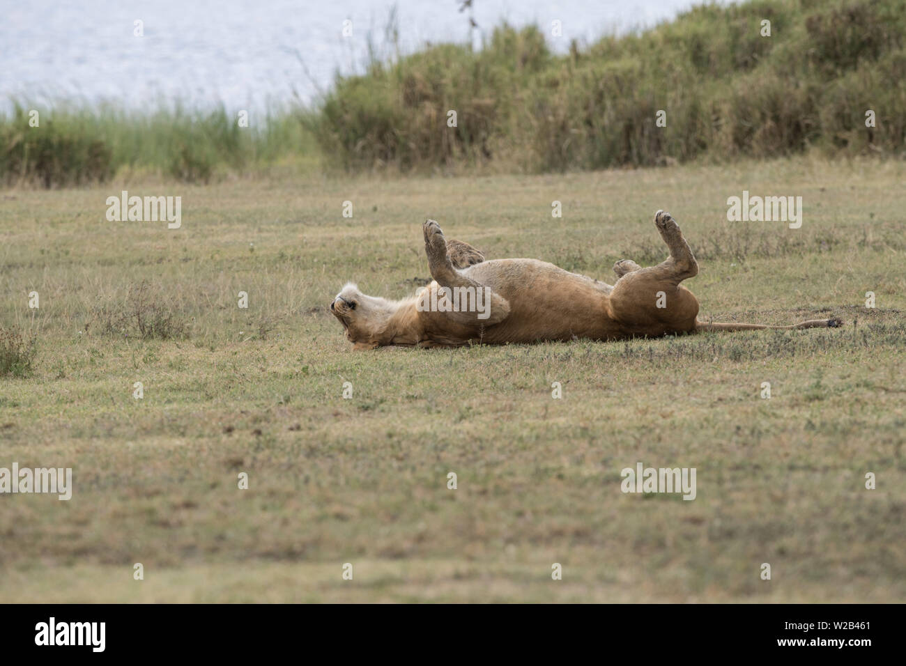 Lioness rolling over, Ngorongoro Crater Stock Photo