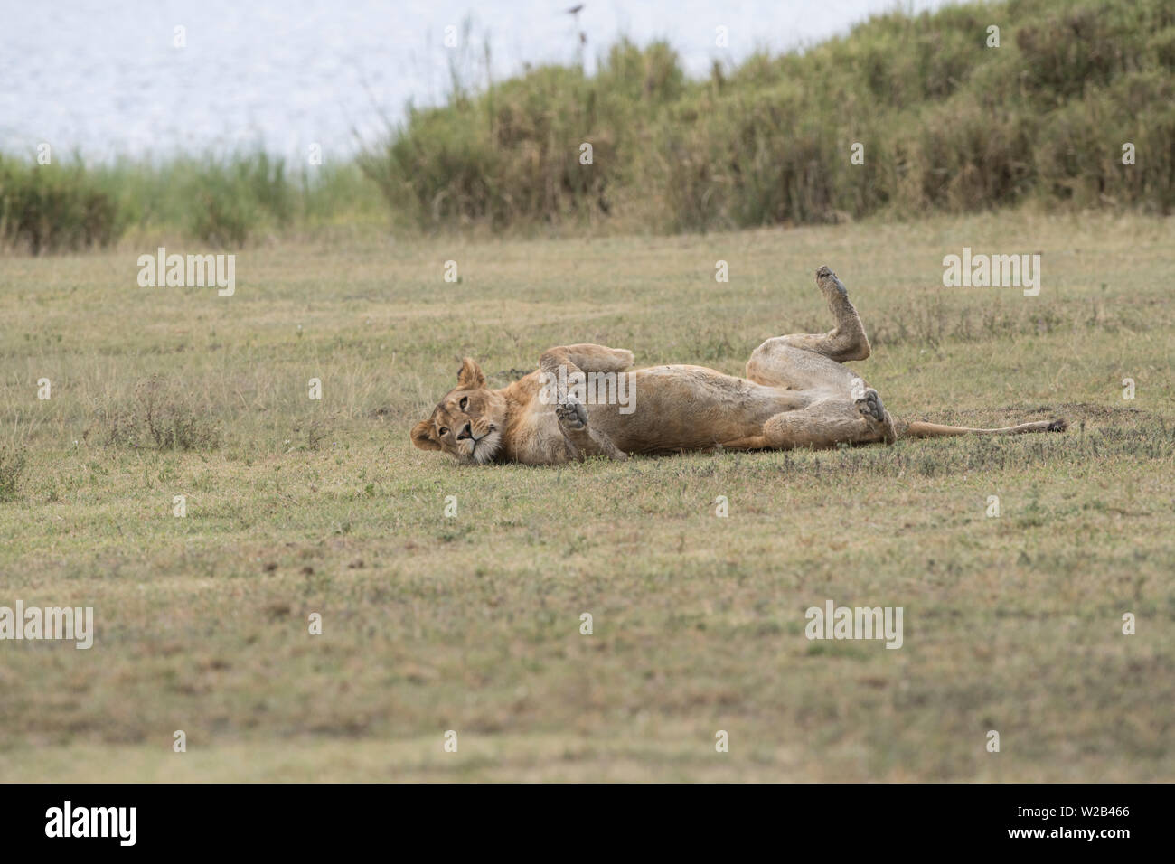 Lioness rolling over, Ngorongoro Crater Stock Photo