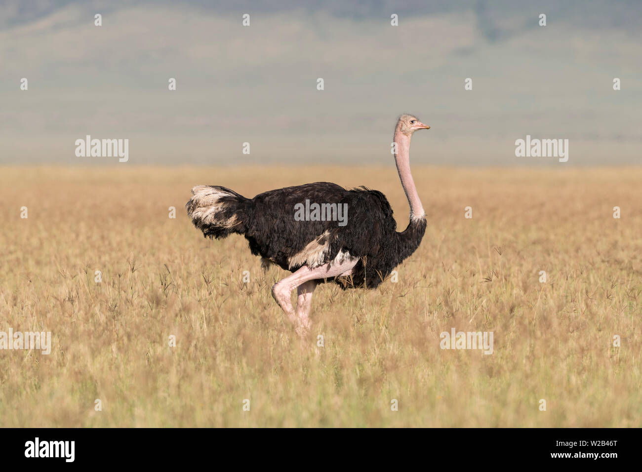 Ostrich walking Stock Photo