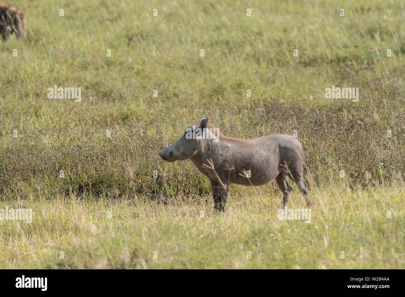 Male warthog standing, Ngorongoro Crater Stock Photo