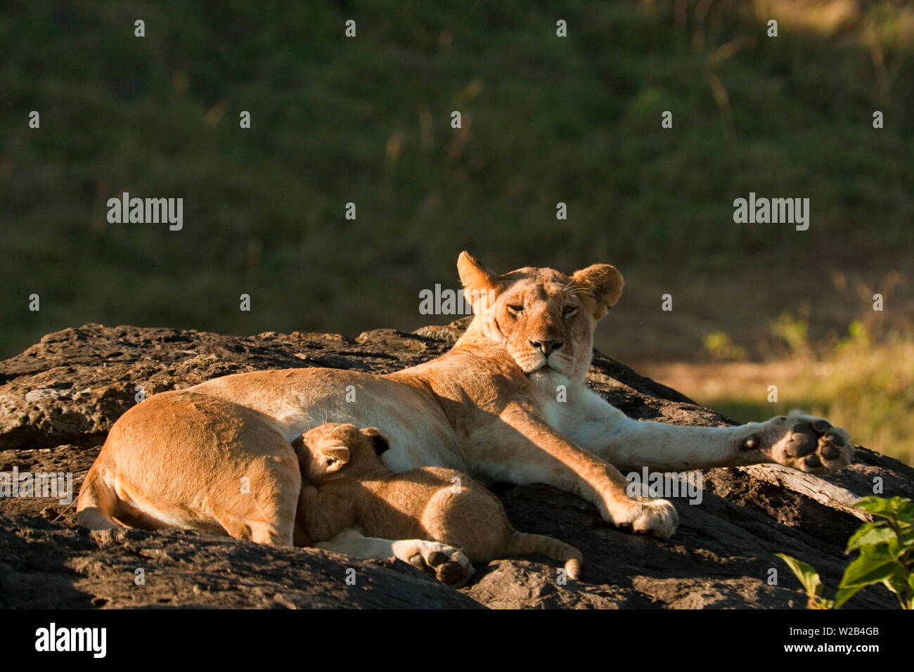Lion cub suckling her mother early morning in the Maasai Mara, Kenya Stock Photo