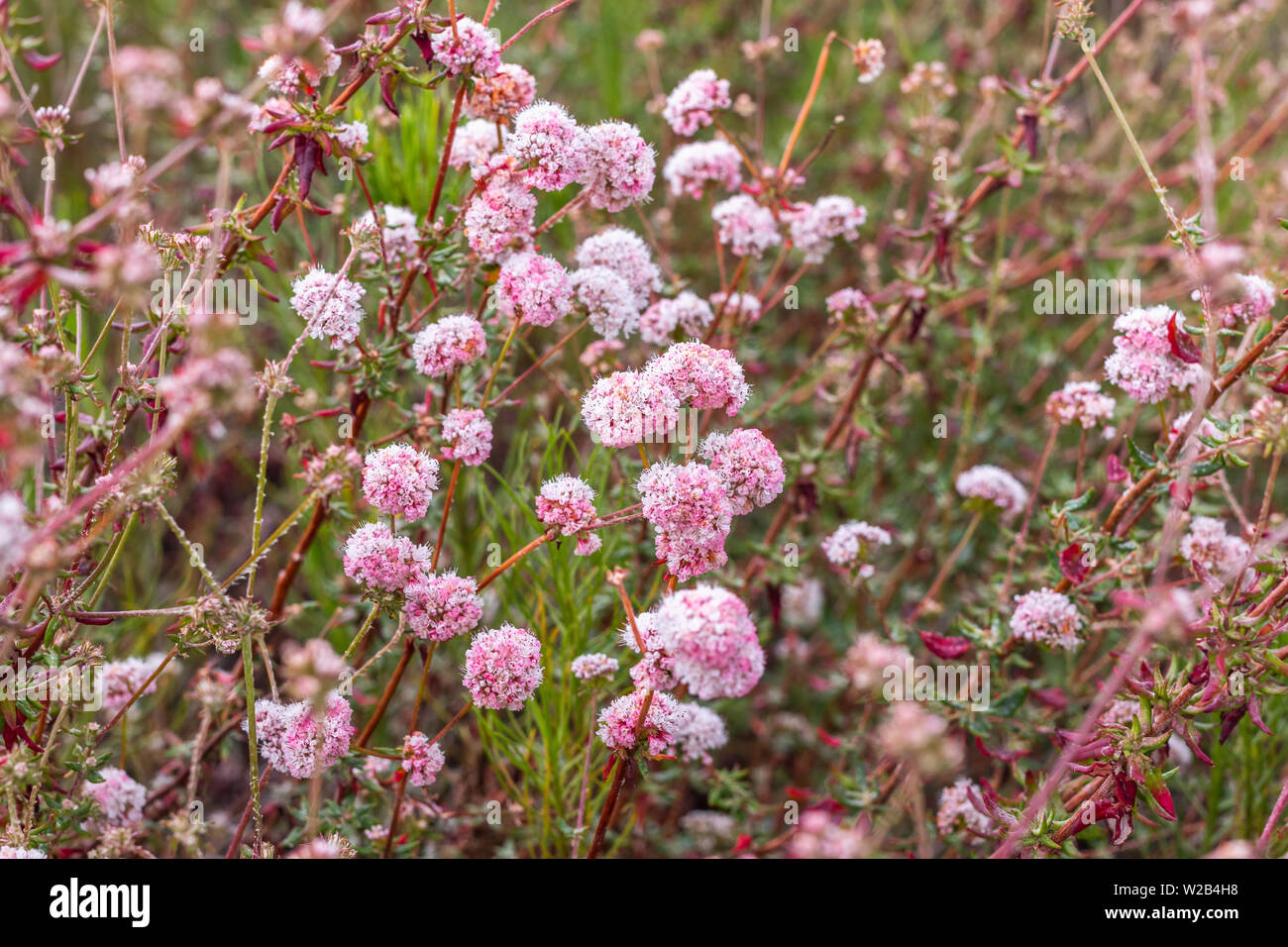 Wild California Buckwheat Flowers, Eriogonum fasciculatum Stock Photo