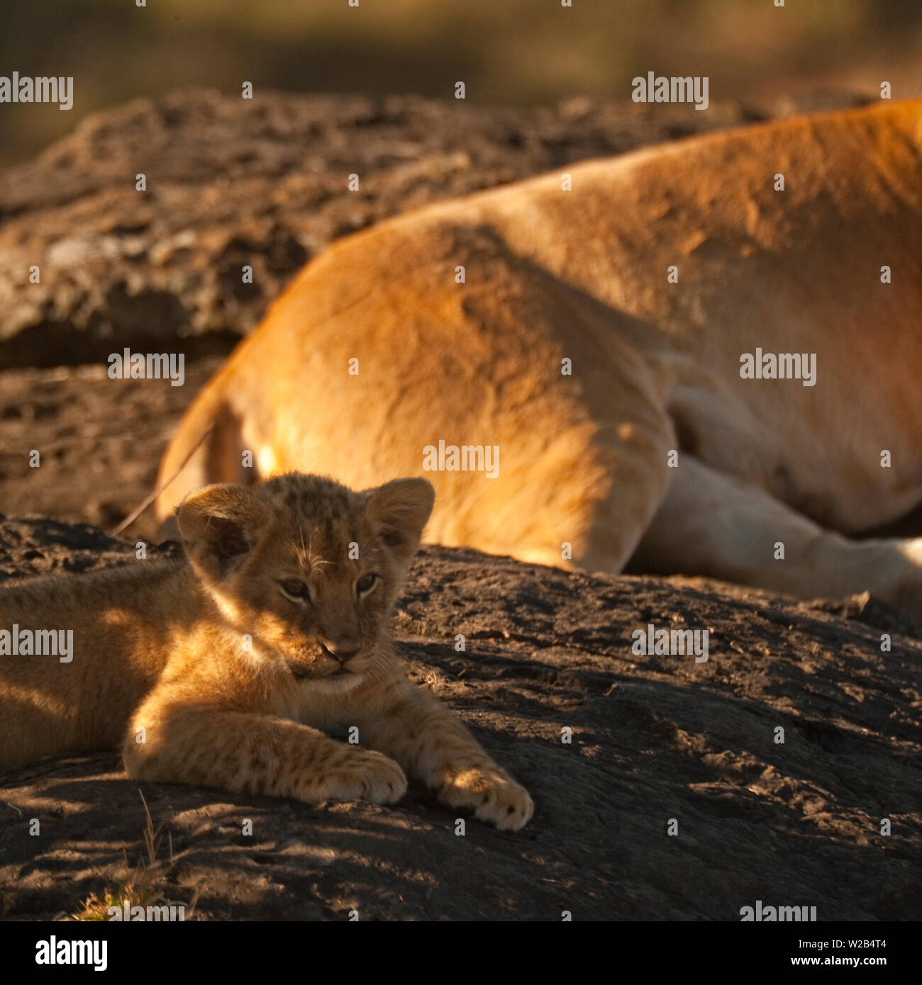 Lioness and cub early morning in the Maasai Mara, Kenya Stock Photo