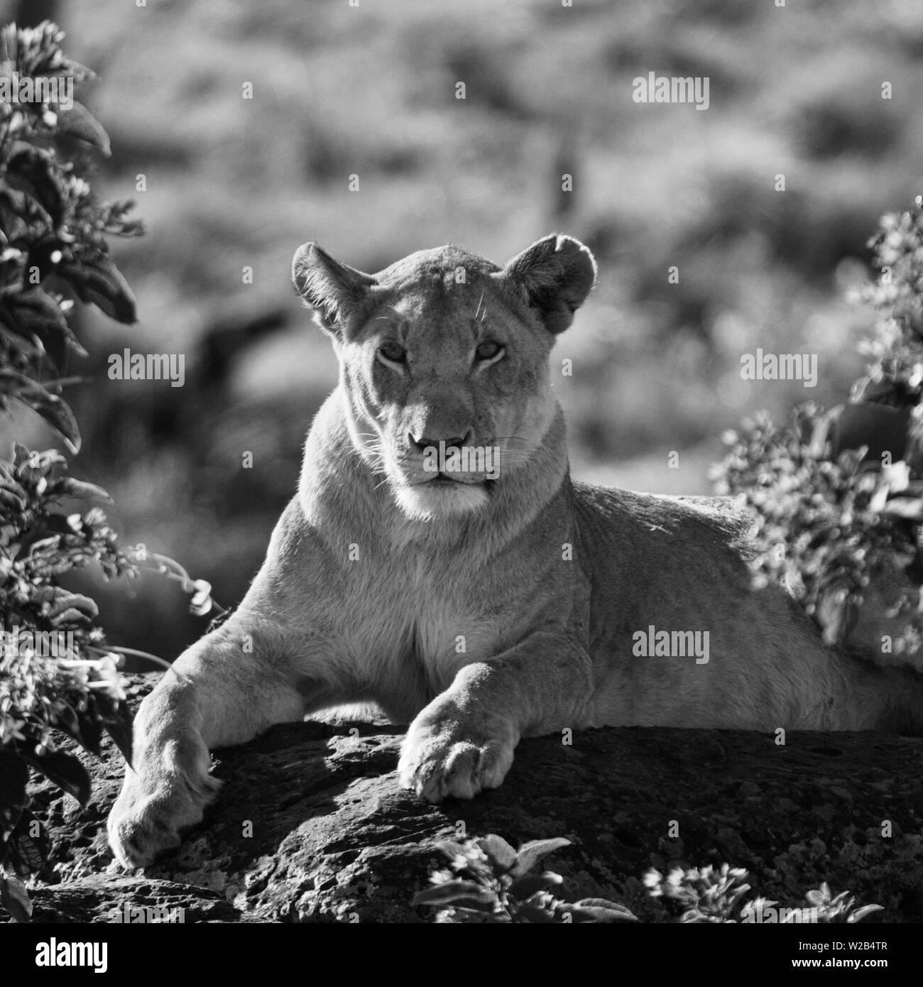 Lioness Black And White Stock Photos & Images - Alamy