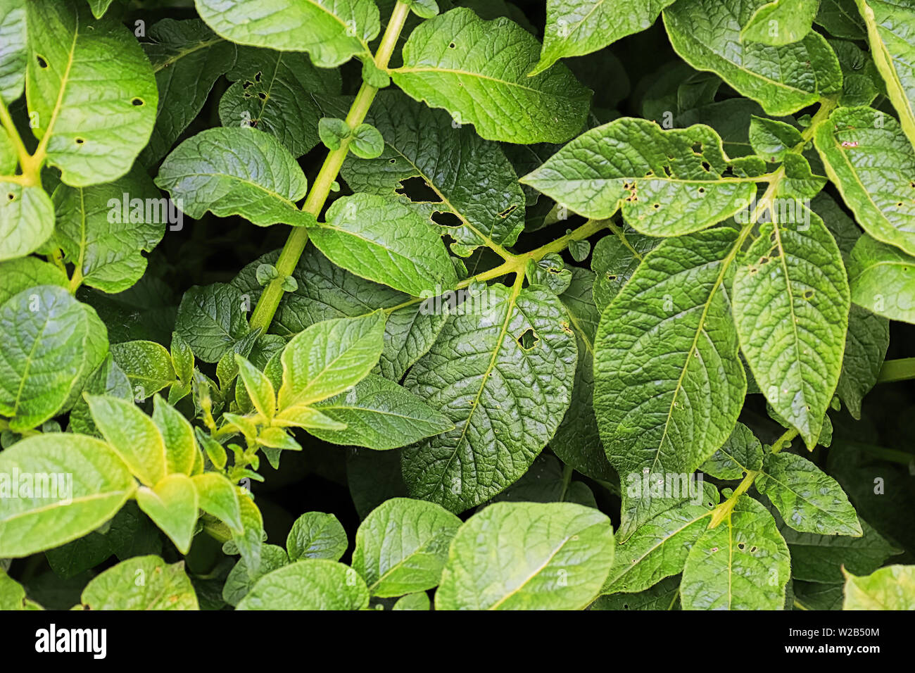 A background of potato leaves with some small eaten holes Stock Photo