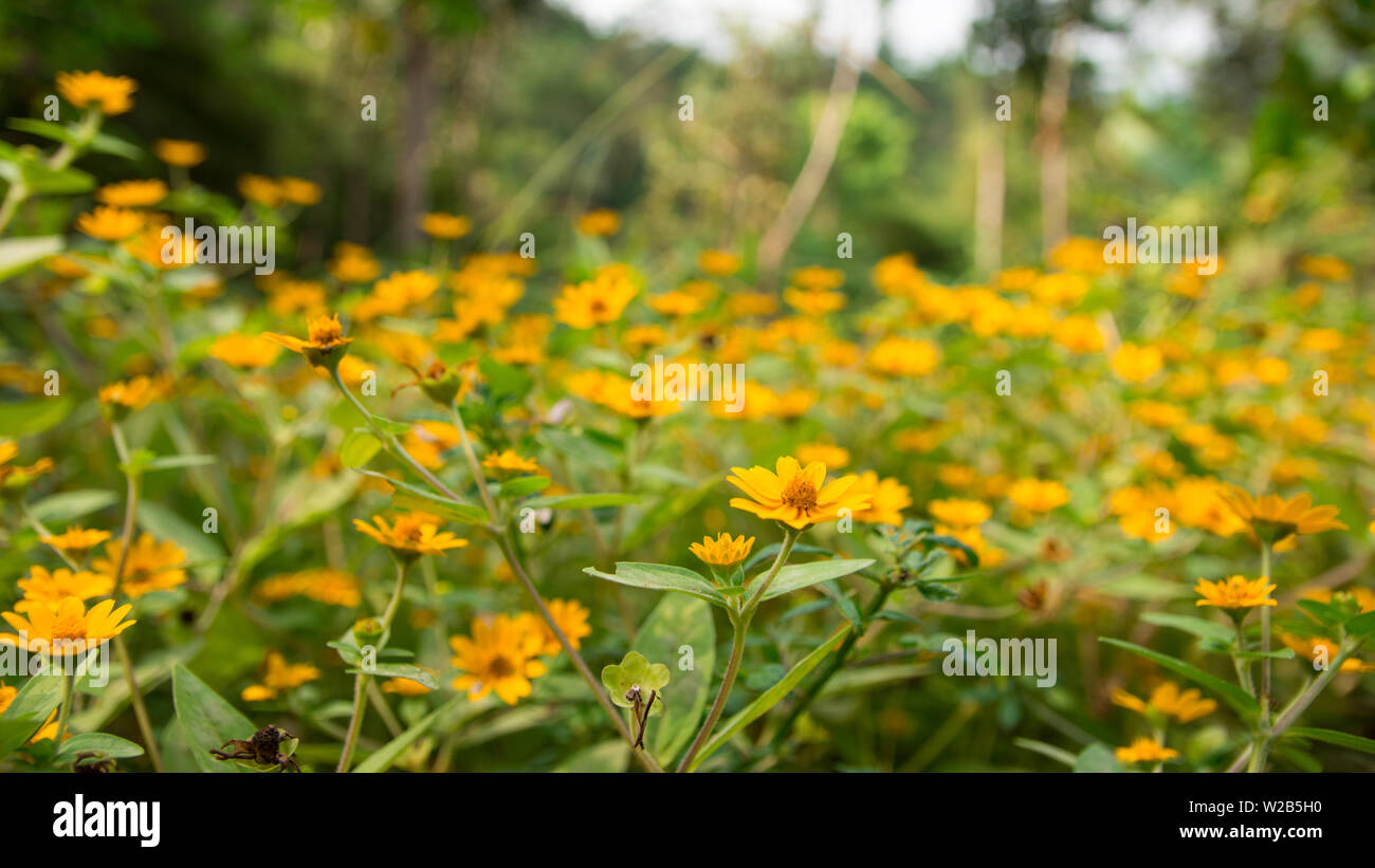 Wildflowers growing in forest hi-res stock photography and images - Alamy