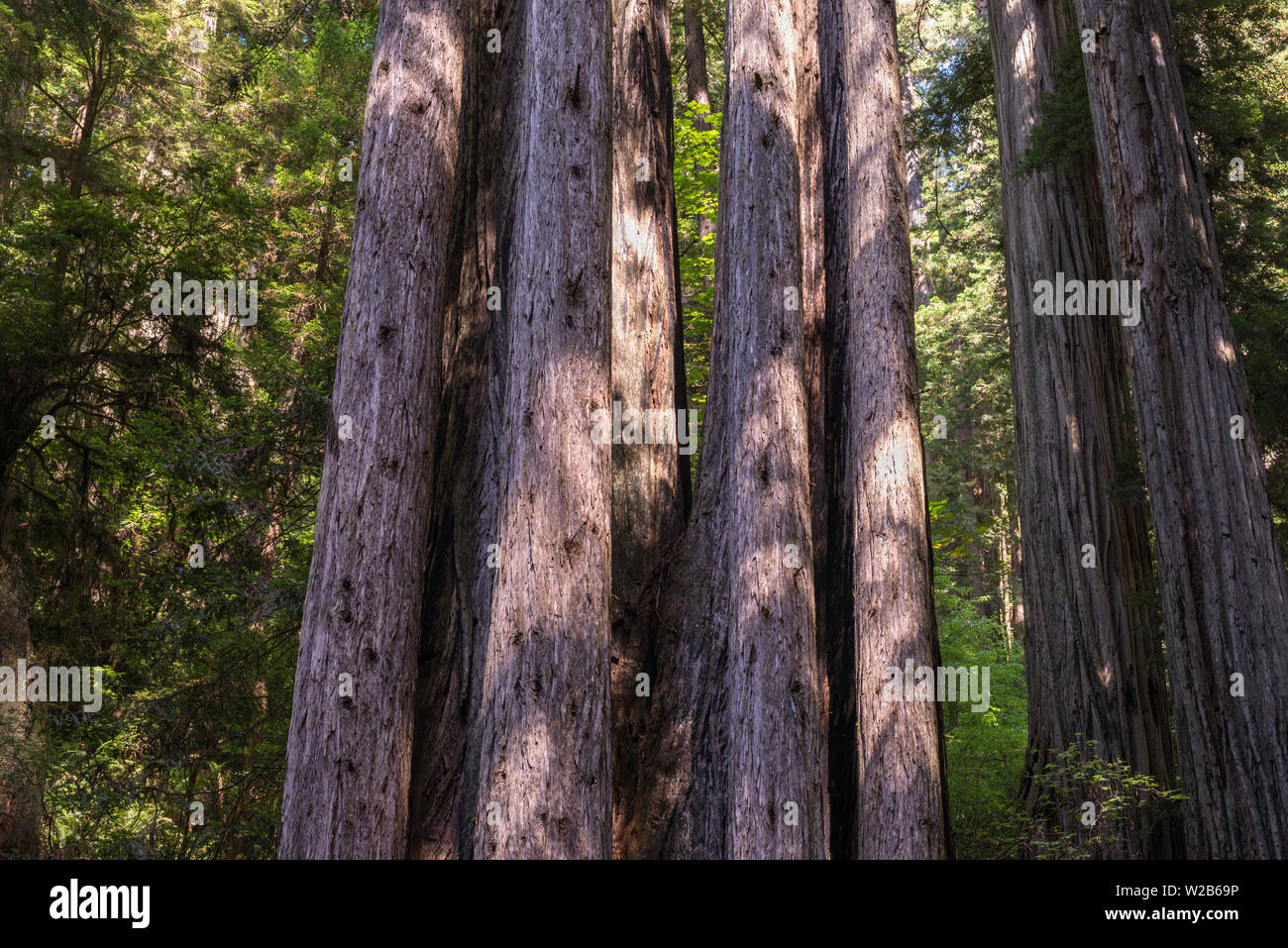 Pine tree forest in Northern California, USA. Stock Photo