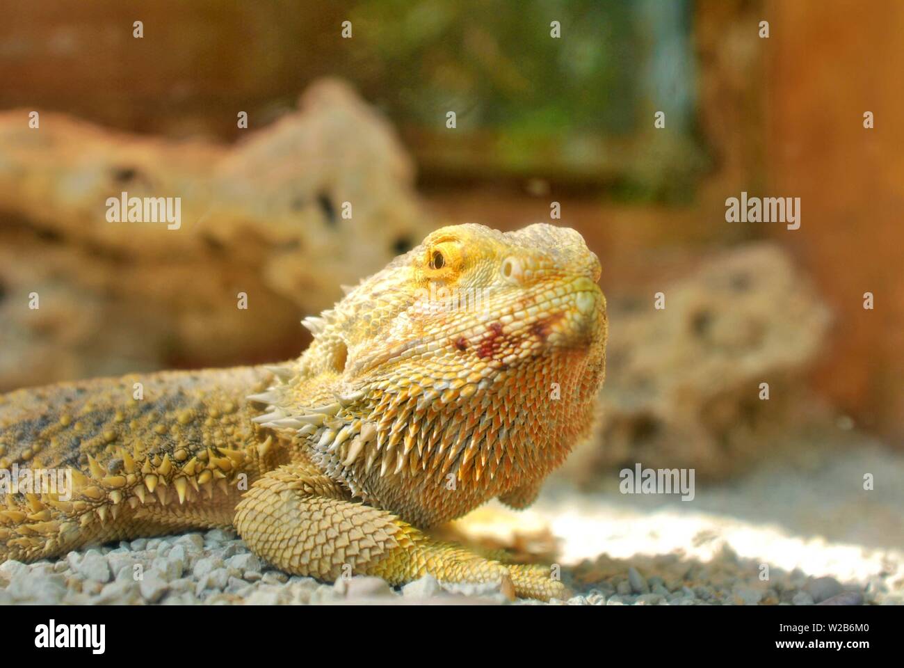 underwater lizard pet