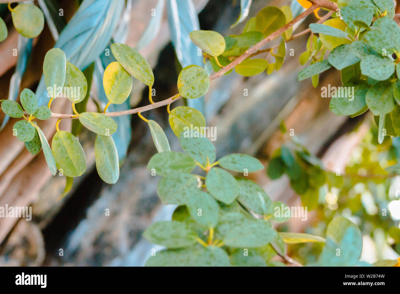 leafy branches from plants in the tropical gardens Stock Photo