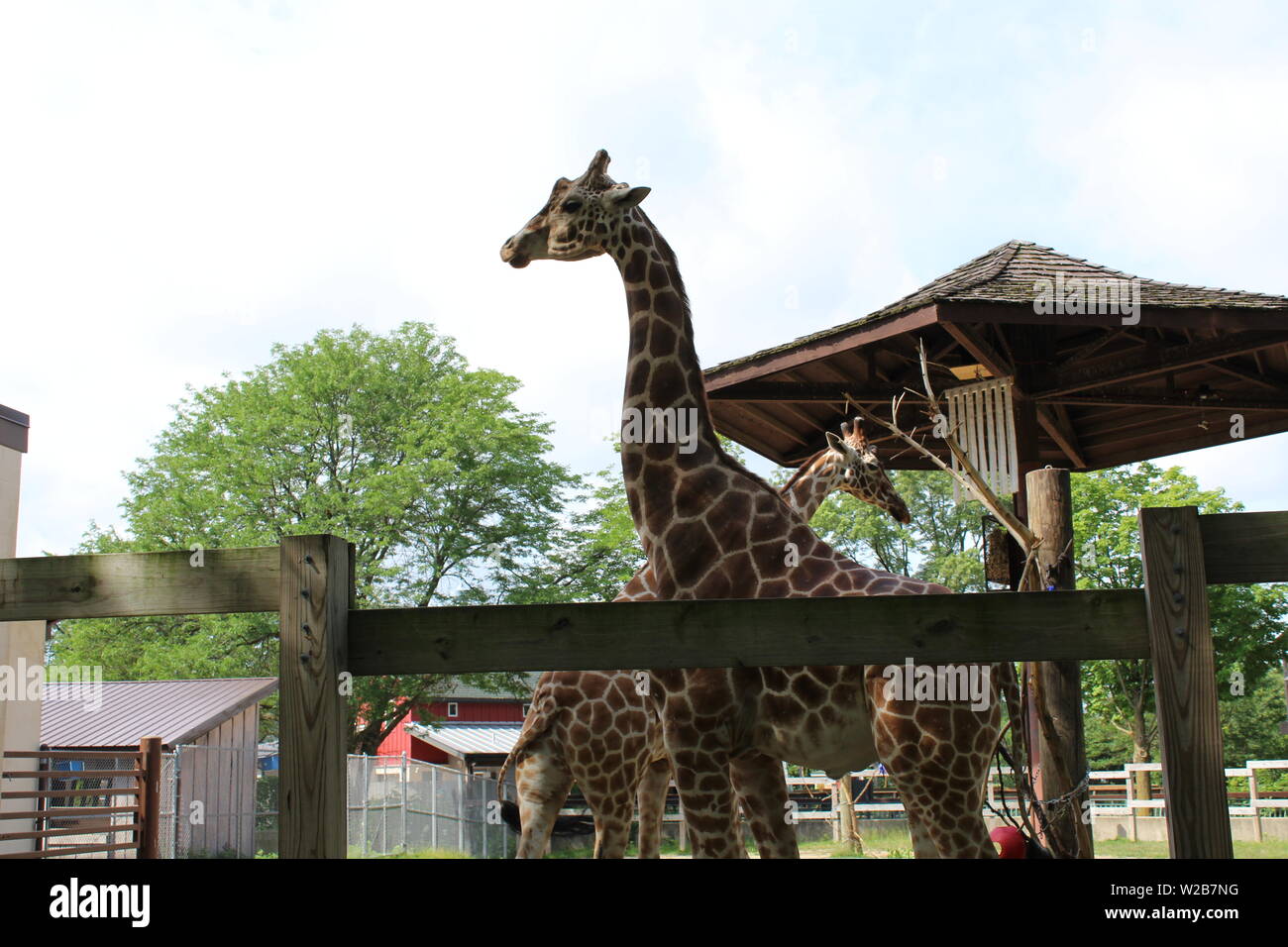 Giraffe at Zoo Stock Photo