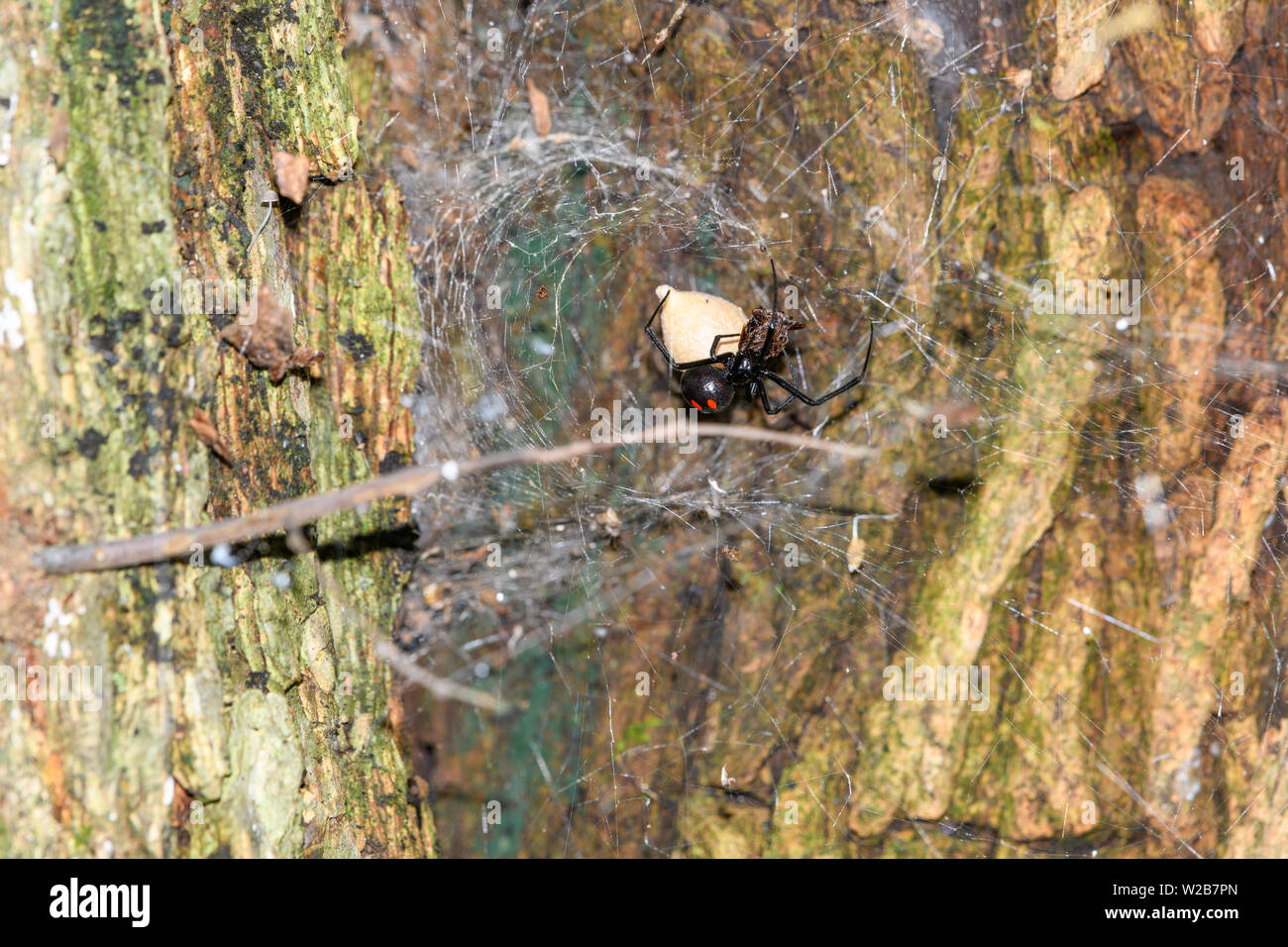 Southern Black Widow Latrodectus Mactans Or Shoe Button Spider