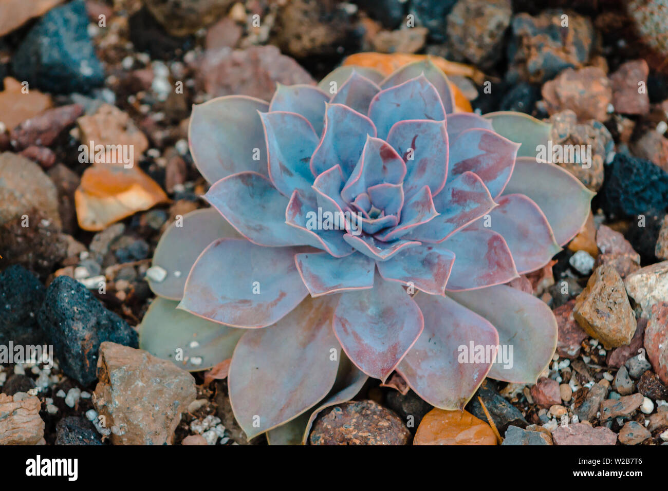 succulent plant growing in rocks Stock Photo - Alamy