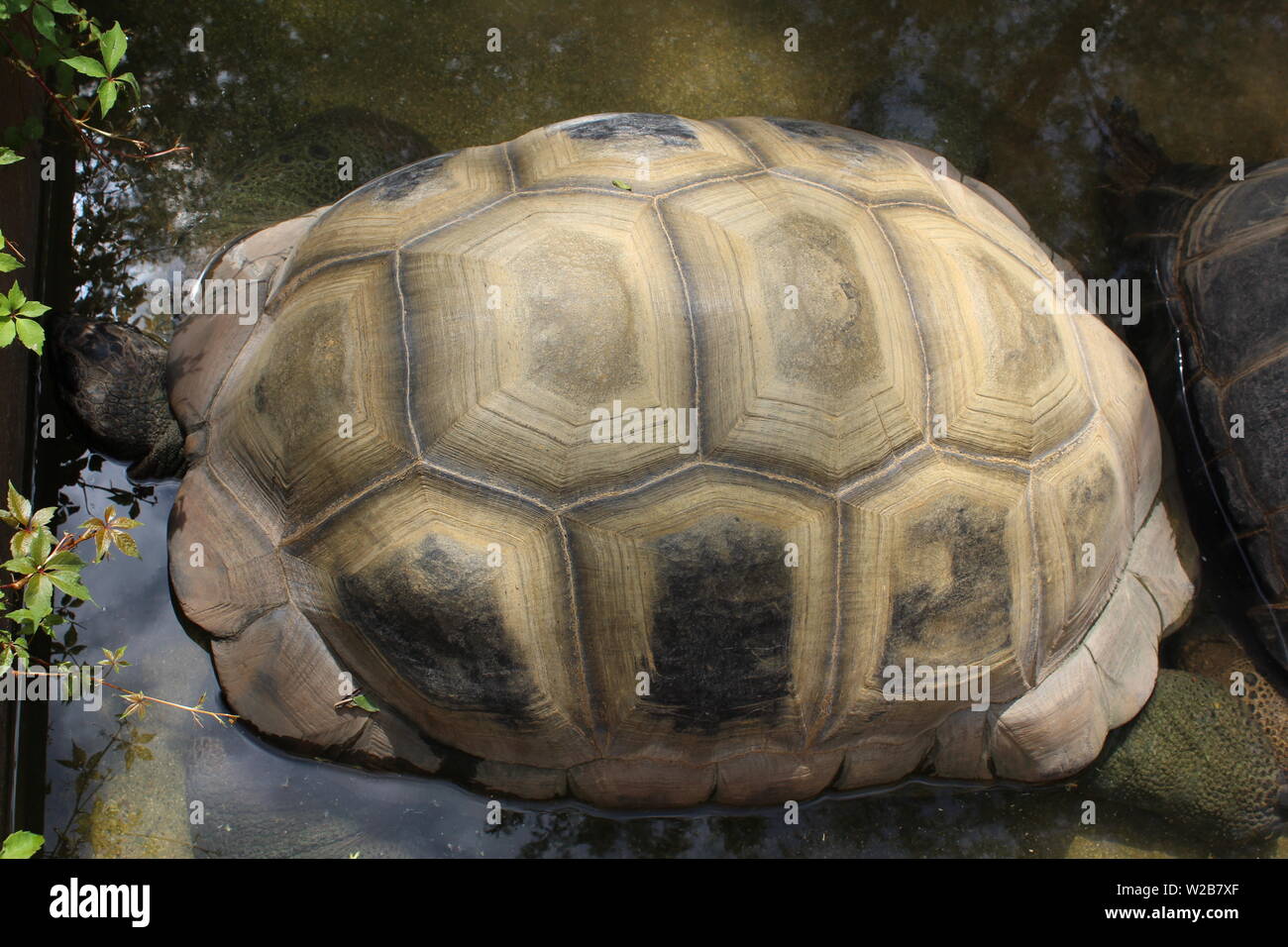 tortoise turtle Zoo Stock Photo