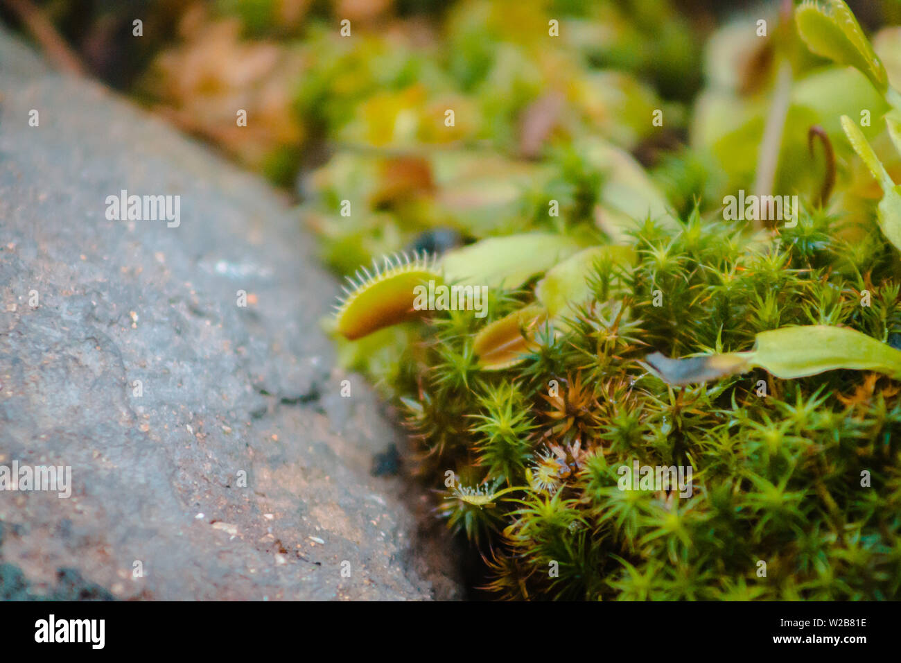 Venus fly traps in a green house at the Frederik Meijer Gardens in Grand Rapids Michigan Stock Photo