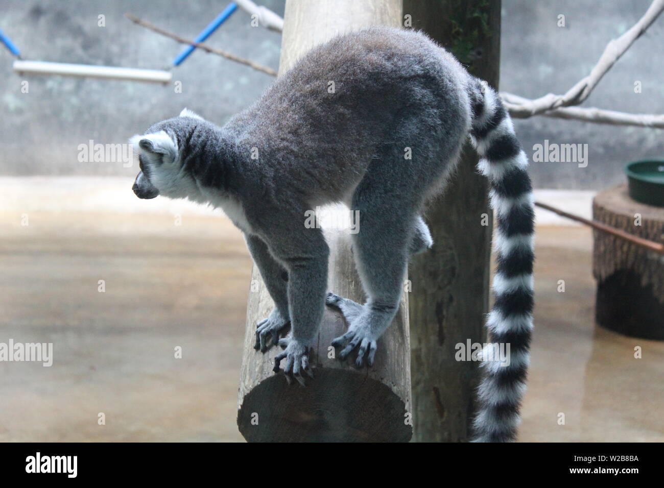 monkeys lemurs Stock Photo