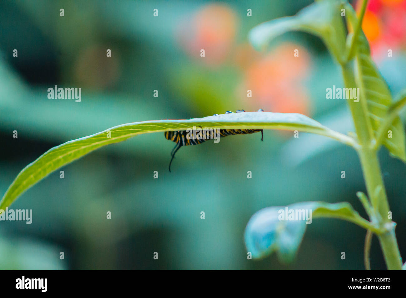 Caterpillar crawling on a leaf of a plant Stock Photo - Alamy