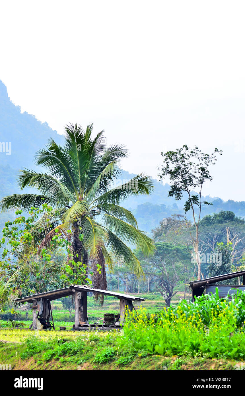 Early morning on the rice field and coconut tree Stock Photo - Alamy