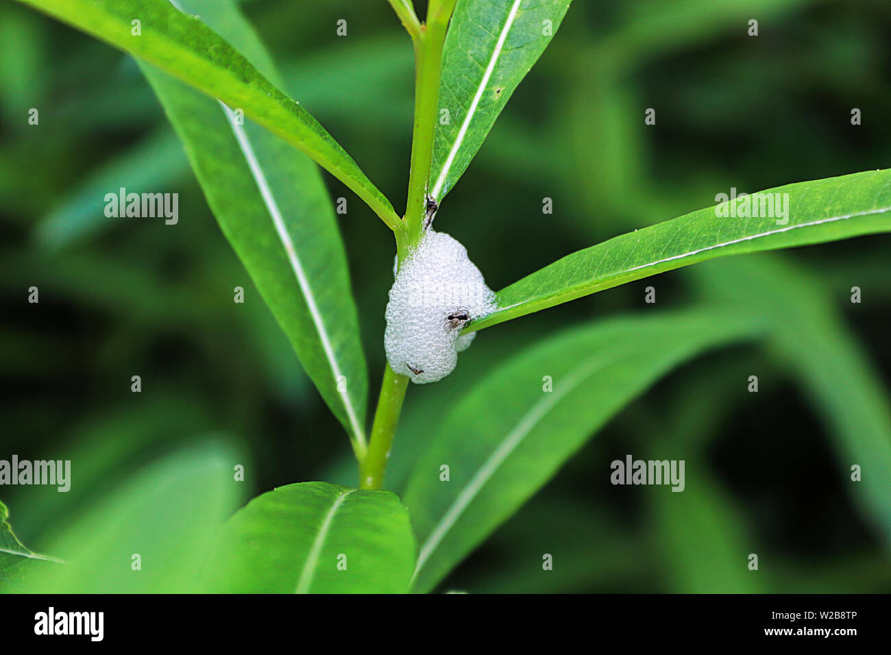 Foam produced by spittlebugs on a plant Stock Photo