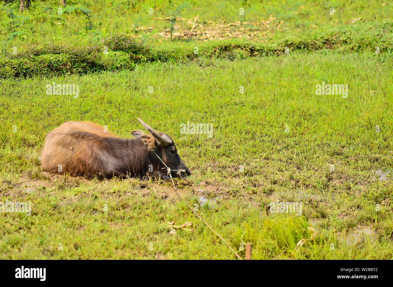 Thailand (rice or paddy) buffalo hires stock photography and images