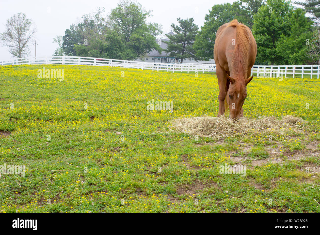 Lexington Kentucky Bluegrass Country. Thoroughbred horse grazes in a pastoral pasture surrounded by yellow wildflowers. Stock Photo