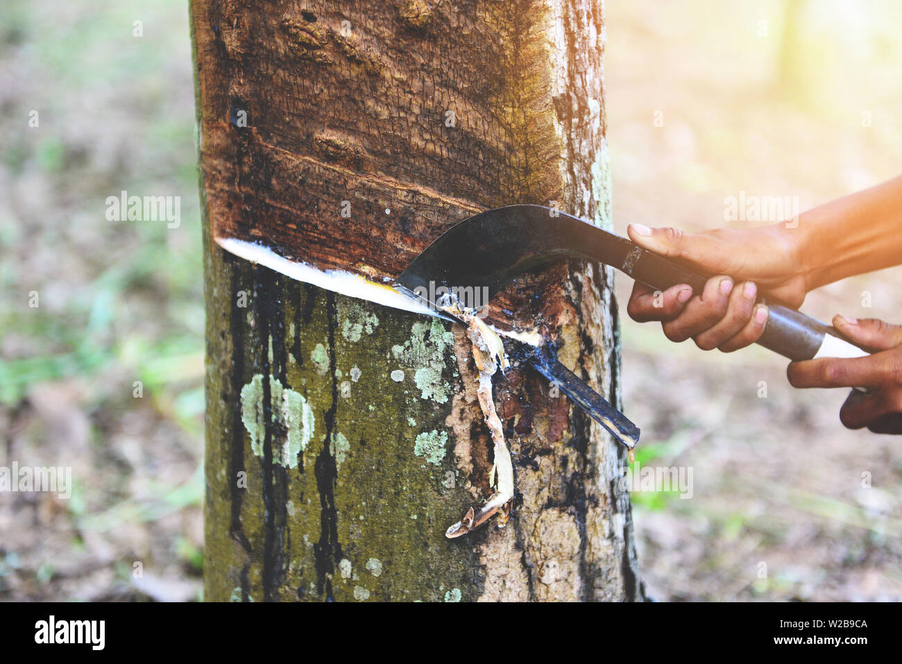 Tapping latex rubber extracted from rubber tree plantation agriculture