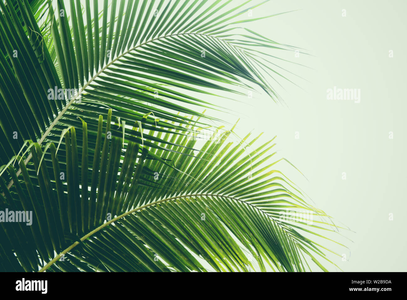 Fresh green palm leaf on coconut tree background tropical plant leaves Stock Photo