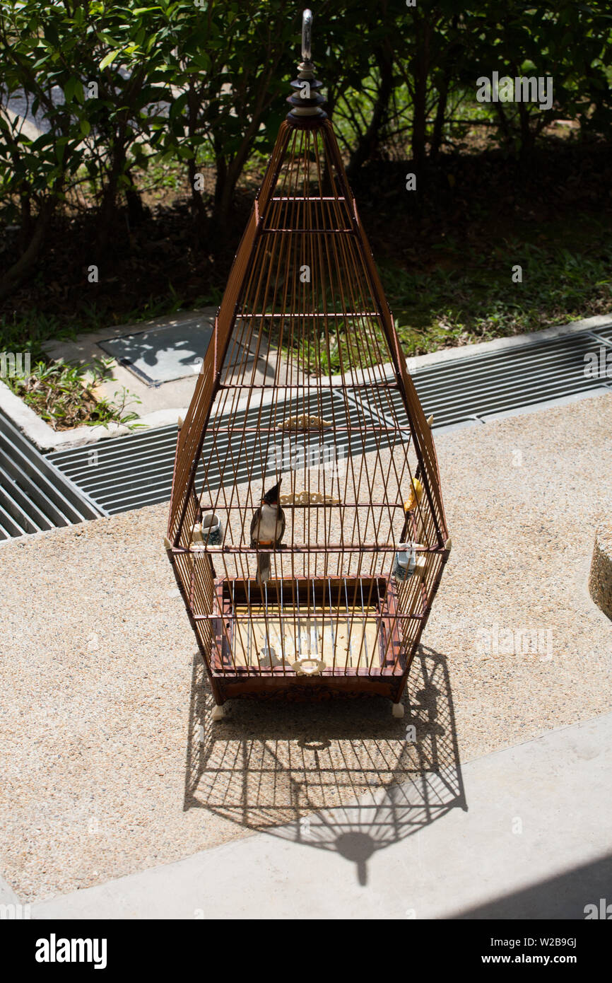 A singing bird kept in a bamboo made ornate cage basking in the sun outdoor Stock Photo