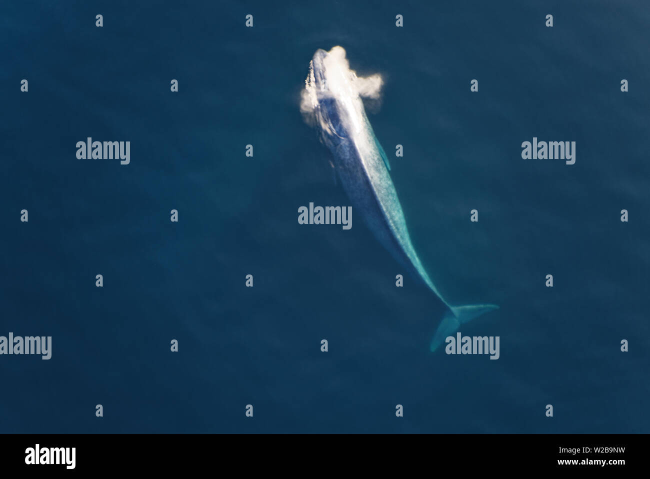 The blue whale, a large marine mammal, comes up for air Stock Photo