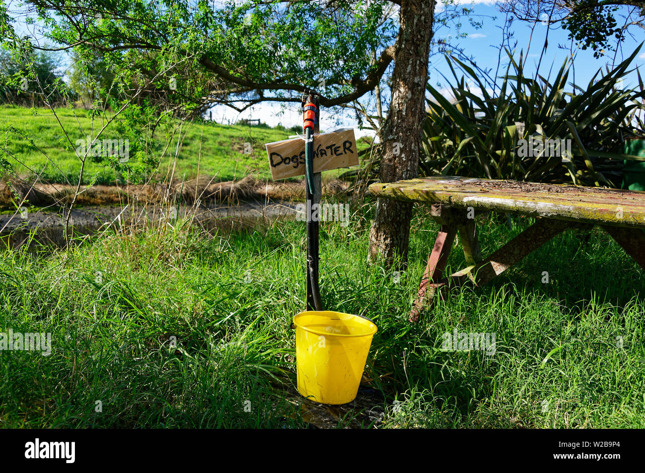 A yellow bucket sits under a tap with a sign saying Dogs Drinking Water in a public park. Stock Photo