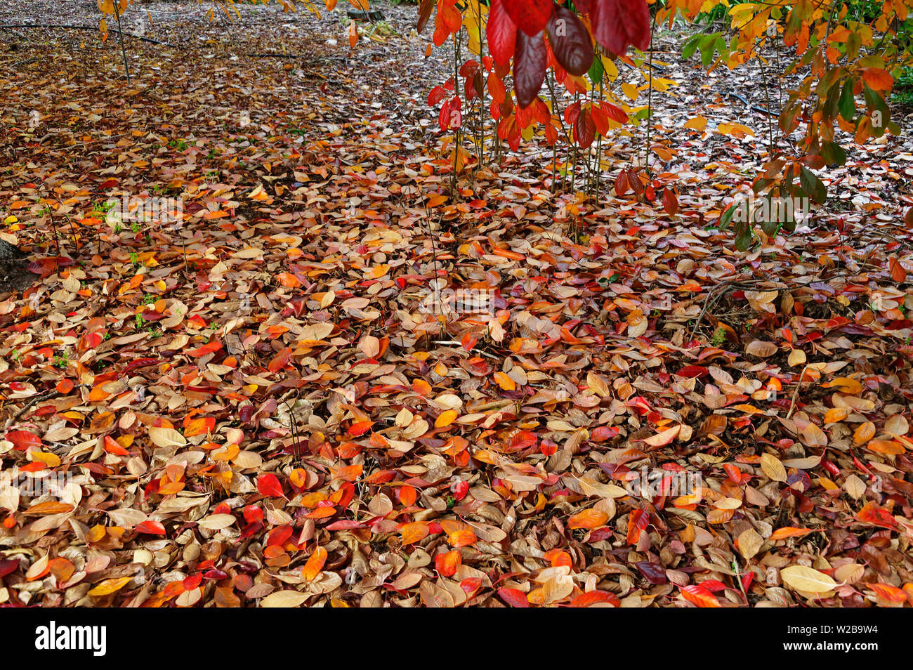 Colorful fall leaves cover the ground Stock Photo