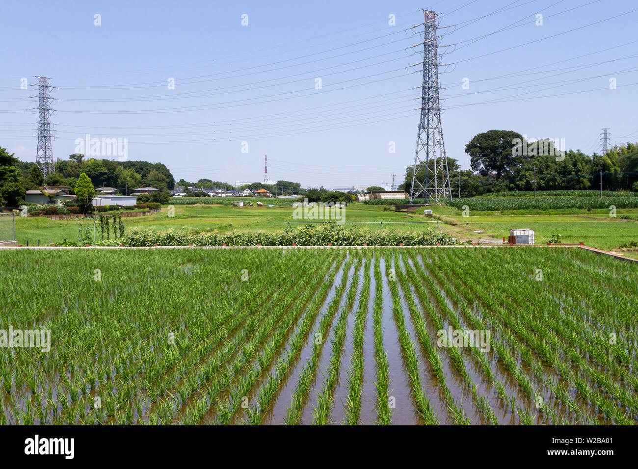 Electricity pylons over flooded rice-fields (paddy fields) in rural Kanagawa, Japan. Stock Photo