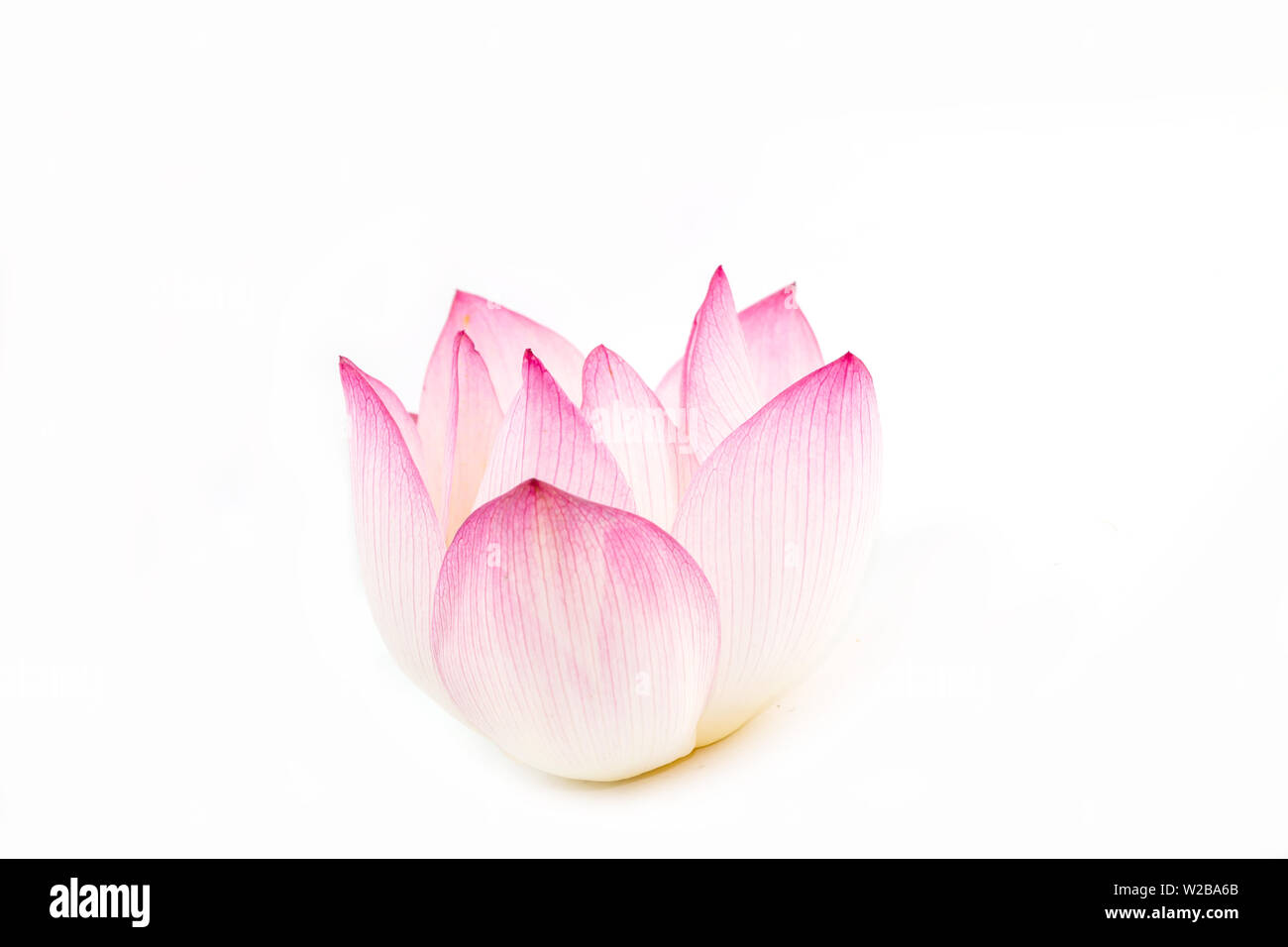 Lotus flowers on white background Stock Photo